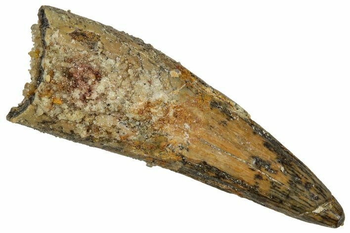 Juvenile Fossil Spinosaurus Tooth - Real Dinosaur Tooth #348704